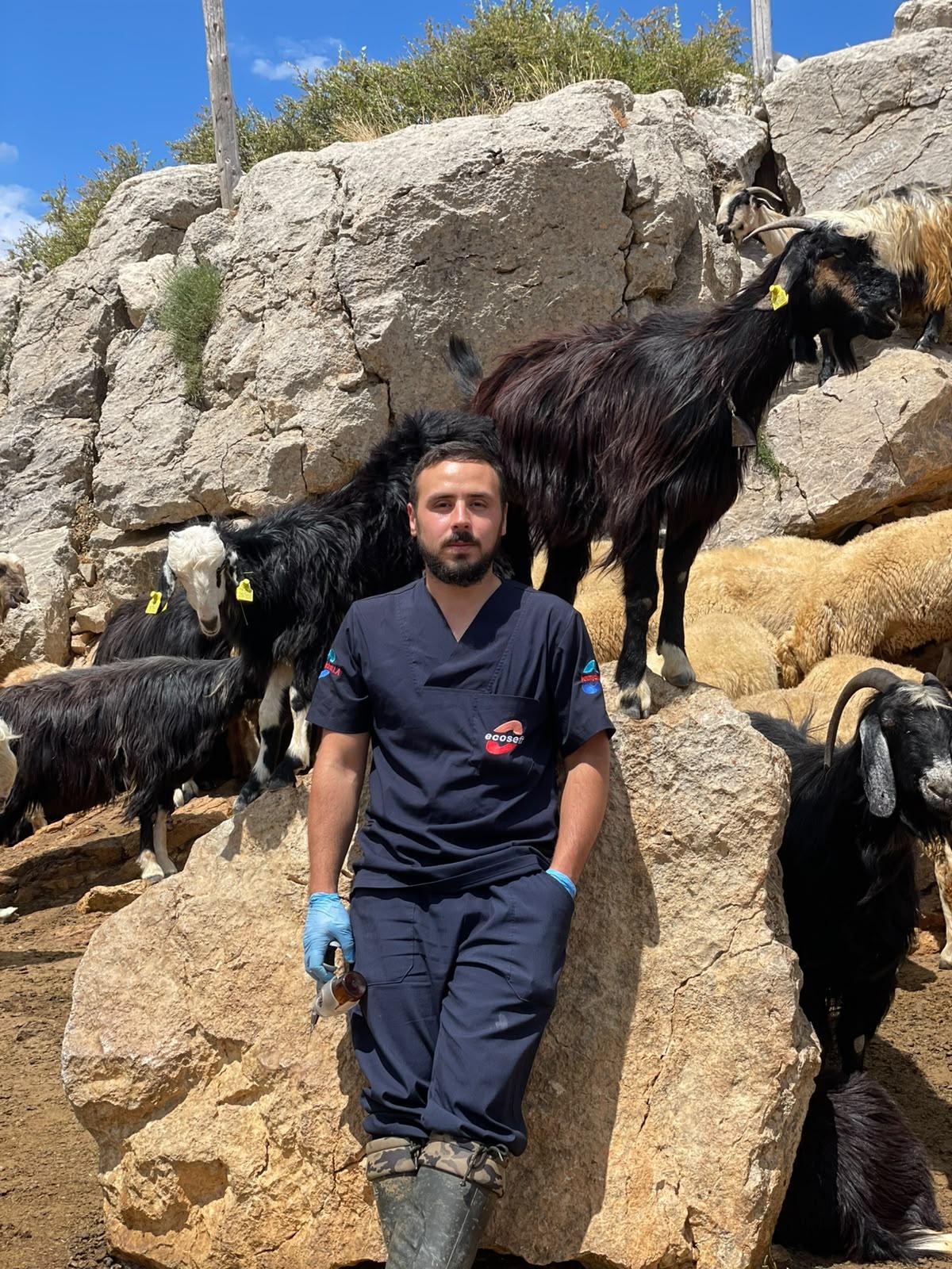 Vet. Hekim Mustafa İlhan sahada, koyun ve keçi sürüsünün arasında