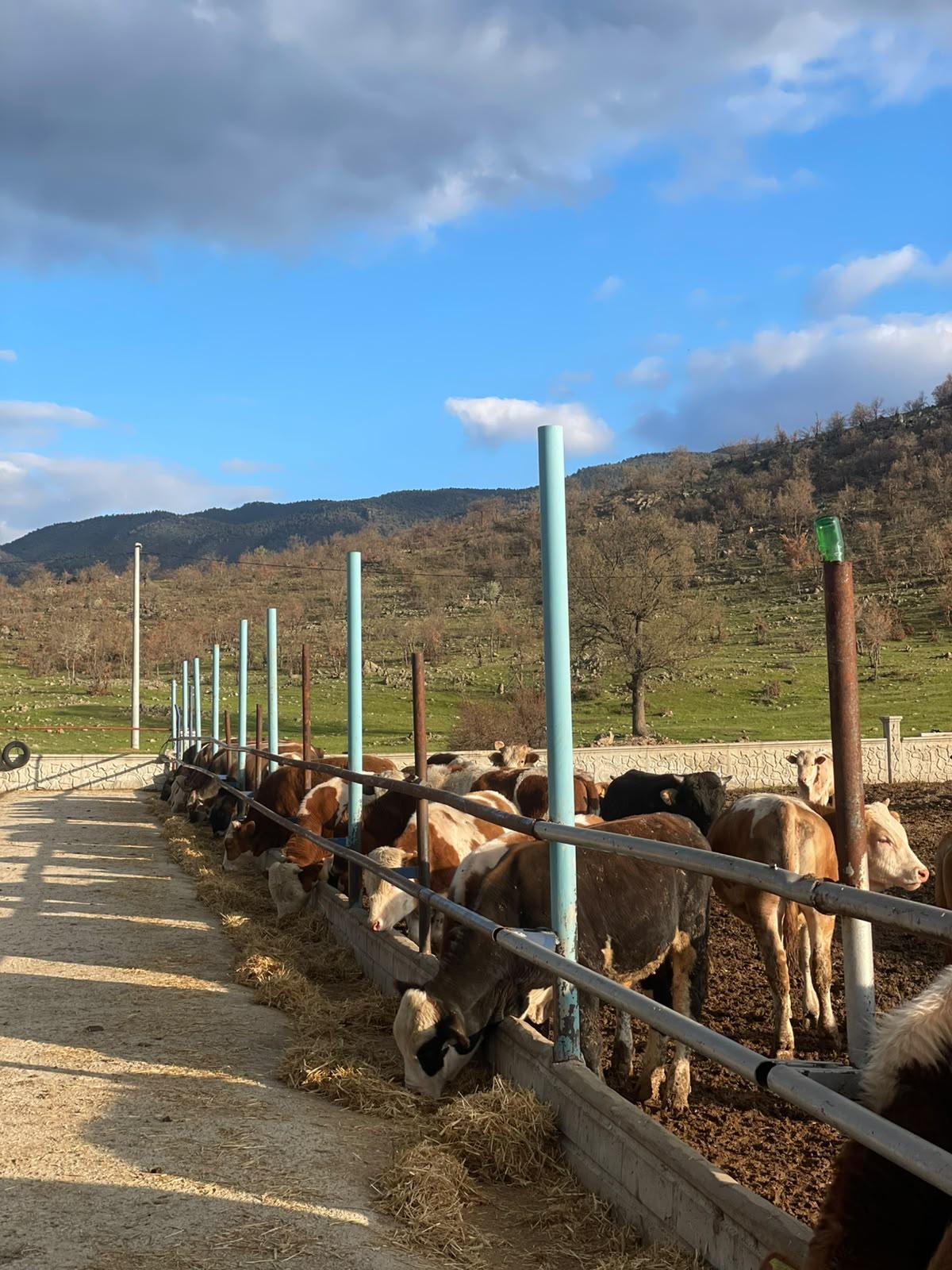 Kuru Dönem Beslemesinde Sık Yapılan Hatalar