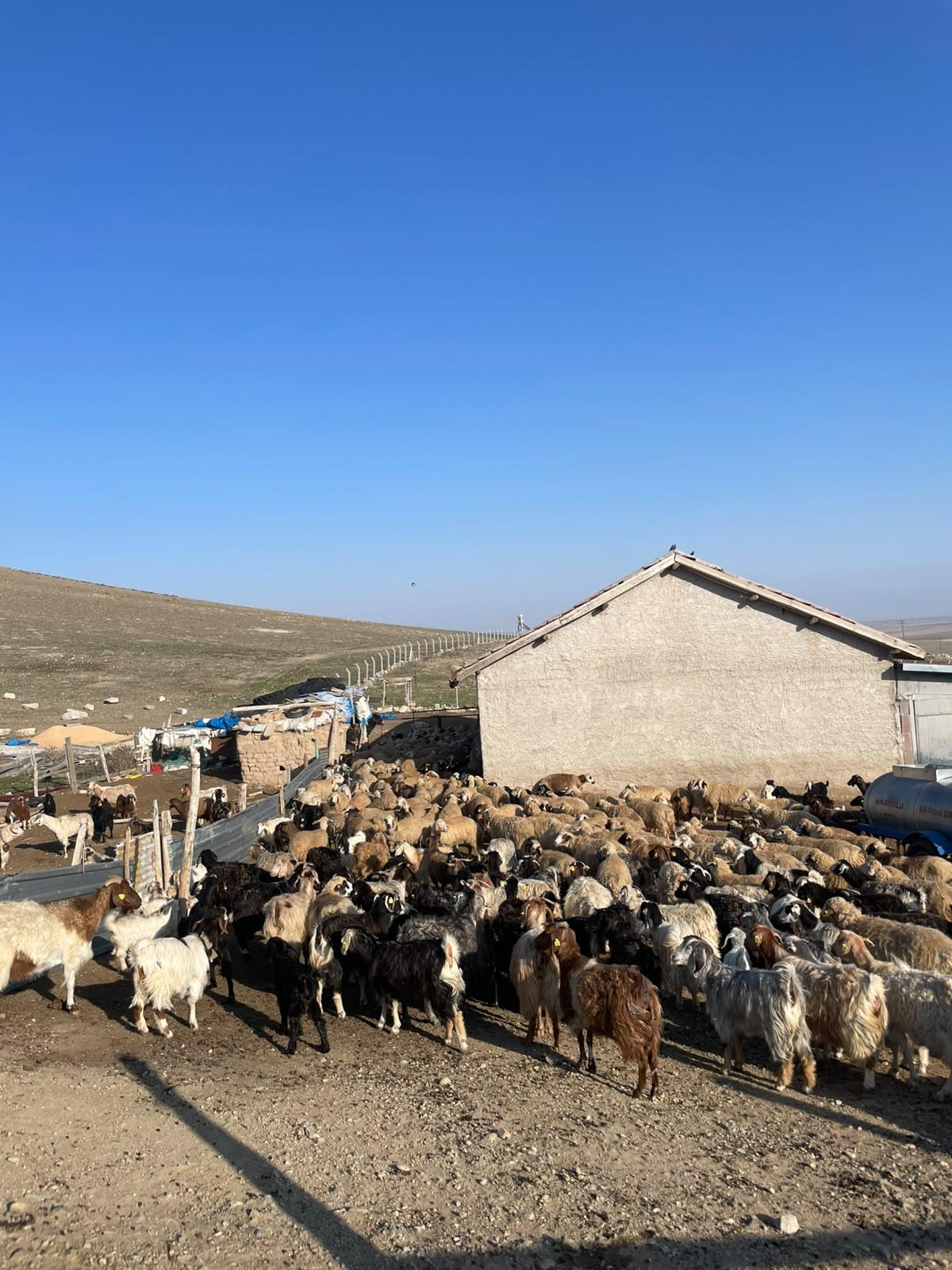 Şap Hastalığından Korunma Rehberi