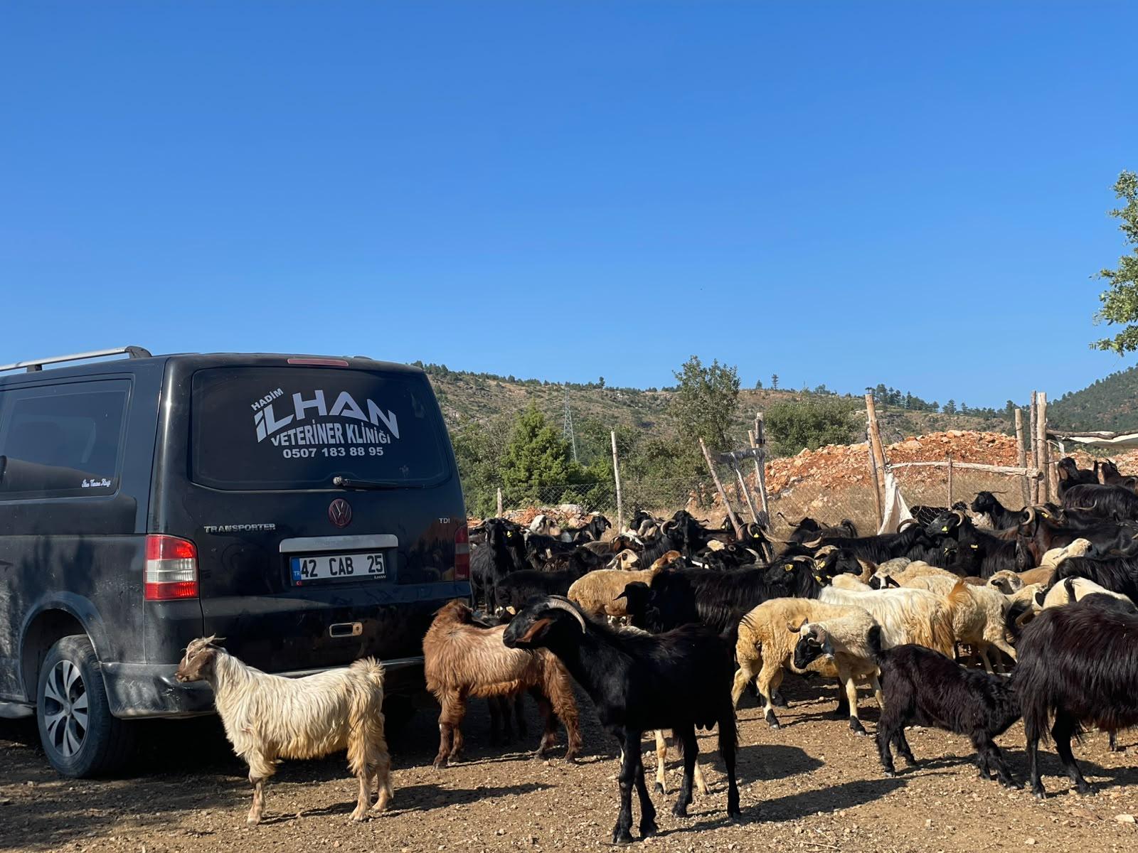 İlhan Veteriner Kliniği mobil aracı sahada, koyun ve keçi sürüsünün yanında